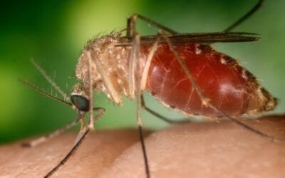 This Tropical Virus Is Spreading Out of the Amazon to the US and Europe